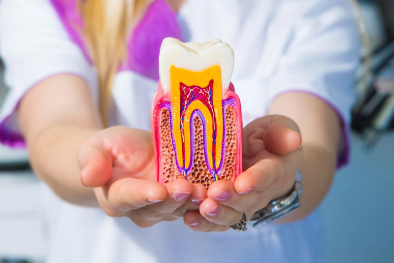 women dentist in Antalya holds teeth model which shows the procedures of root canal treatment